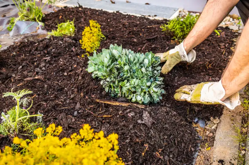 Mulching and Fertilization