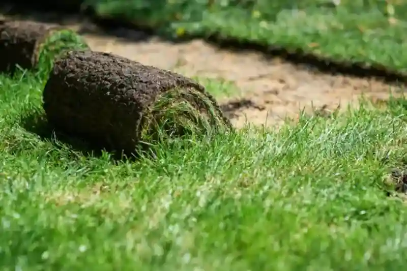 Outstanding Sod Installation Service in Longmont, CO 